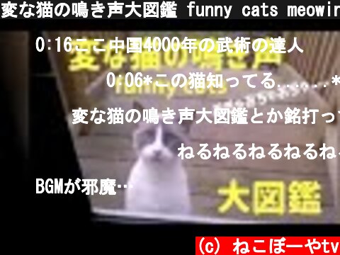 変な猫の鳴き声大図鑑 funny cats meowing  (c) ねこぼーやtv